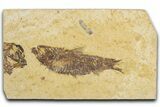 Detailed Fossil Fish (Knightia) - Wyoming #355616-1